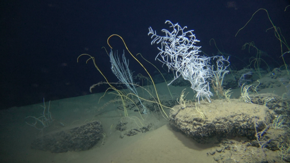 Read more about the article Seafloor Hydrocarbon Seeps in the Southeastern Mediterranean Sea